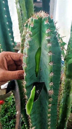 almost found results