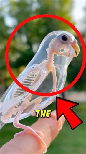 Top 5 Transparent Animals That Look Unreal 😱