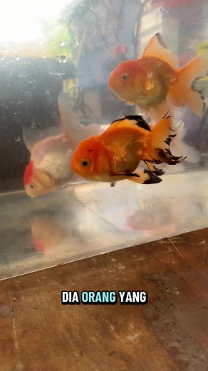 Beli Clearance Goldfish: Spesies Menarik dan Harga Terjangkau