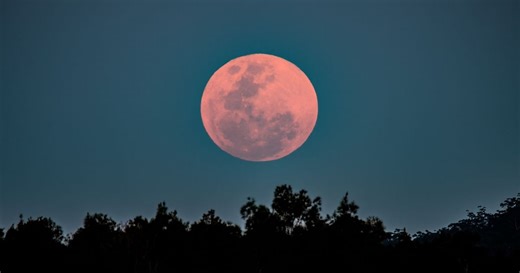 Lune rose du 2 avril : ce qu'il faut absolument planter au jardin pour profiter de belles plantations tout l'été
