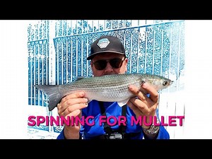 Fishing for mullet using spinners in the UK!