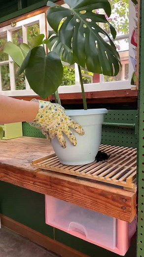We need this! Makes for a fun weekend DIY don't you think? 🍀🌵🌴🌱🌿 🎥 by talented @annikamarieee #urbanjunglebloggers | Urban Jungle Bloggers