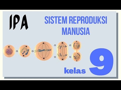 HUMAN REPRODUCTIVE SYSTEM: SCIENCE GRADE 9 SMP