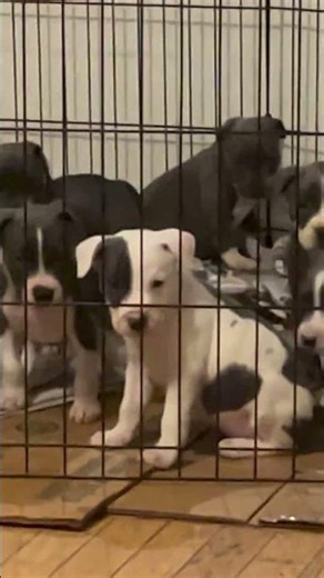 Will you love me, can you resist the staring face of a cute puppy? #puppies #puppy #pets #animals