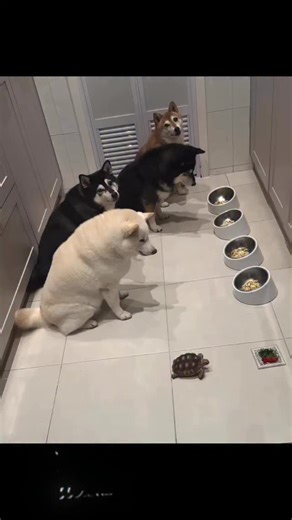 Tortoise got too much aura | codybnx