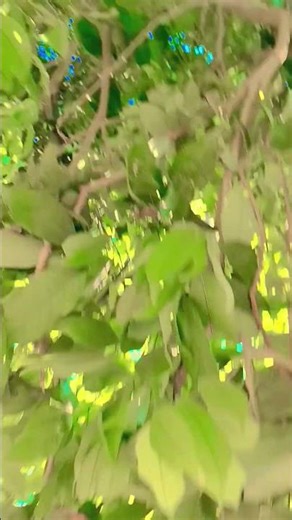 क्या शाम है हंसी#Tandan#vido#Like