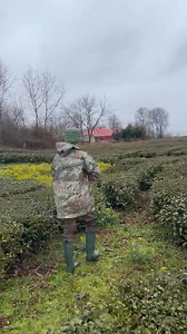 646K views · 4.8K reactions | One interesting pheasant hunting in Iran with Pique II del Ozren Badza, 10 months old! Owner : Babak Shirazi  | Kurzhaar "del Ozren Badza" | Facebook