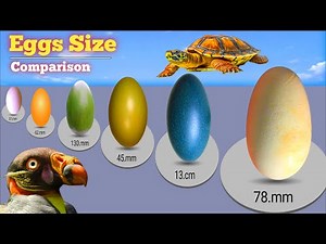 Eggs Size Comparison | Birds | Insects | Animals | Eggs Comparison | Biggest Eggs