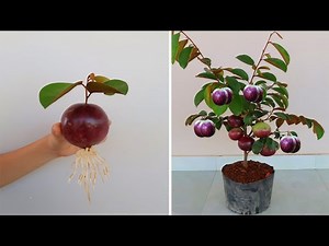 How to grow Star apple tree from Star apple fruit extremely easy for everyone