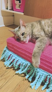 21K views · 168 reactions | We hope you have time to relax this weekend, even if you don't have a super cozy crochet chaise like this kitty! What are your plans? Get the crochet cat chaise pattern: https://bit.ly/4aoBf7R Shop the yarn: https://bit.ly/4bqilyW | Red Heart Yarns | Facebook
