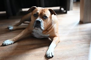 Boxer Mixed With Pit Bull: Your Guide To The Pit Bull Boxer Mix Dog - Cuteness