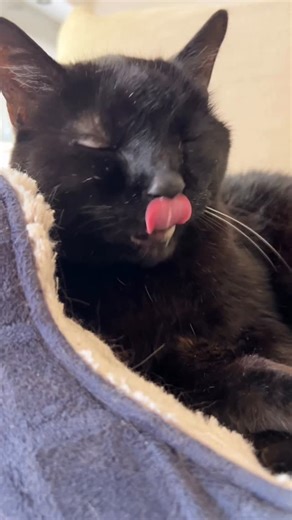 matt mccarthy on Instagram: "I caught a cute Atticus moment I thought you might enjoy. 🖤 #blackcatsclub #seniorcats #seniorcatclub #blackcatsofinsta #blackcatlove #catsneeze #catlicking #cattongue #catswiththeirtonguesout #voidcat #oldmancat"