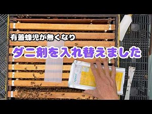 ダニ薬を入れ替えました#セイヨウミツバチ#西洋蜜蜂 #養蜂