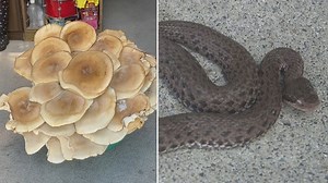 庄原市で巨大キノコ「ニオウシメジ」発見、三次市ではレア柄のマムシ | 中国新聞デジタル