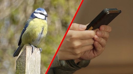 Die besten Apps und Websites um Vogelstimmen zu erkennen