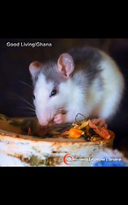 504K views · 8.6K reactions | Is this your kitchen? | dirty dishes #goodlivingghana #foodblogger #hairgoals #health #food | Good living Ghana | Facebook