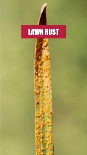 Clear Away Lawn Rust With Patch Pro! [Orange-Brown Fungal Grass]