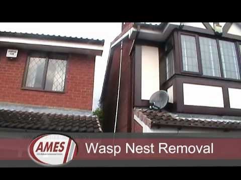 Wasp Nest Removal From Loft In Birmingham UK
