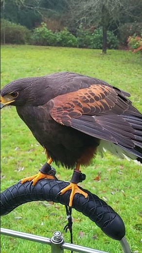 HARRIS HAWK SOUNDS