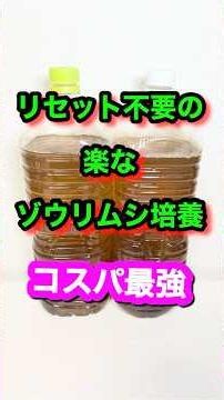 Effortless Paramecium Culture Without Resetting: How to Breed Paramecium, Feed for Medaka Fry, Pa...
