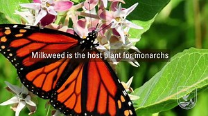 37K views · 890 reactions | The monarch butterfly may be one of the...