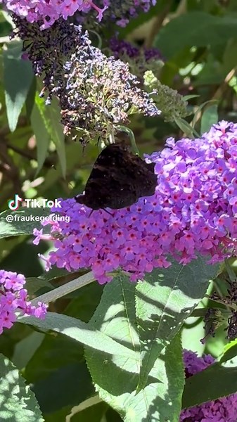 #butterfly #Buddleja #butterflybush