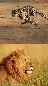 1.8K views · 350 reactions | Do cheetahs and lions compete for food? #didyouknow #cheetahs #lion #travel #magicalkenya | Mufasa_Travels | Facebook