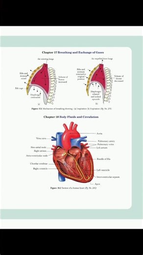 मानव ह्रदय की संरचना | Human Heart Structure | Manav hriday | #shorts #biology #science