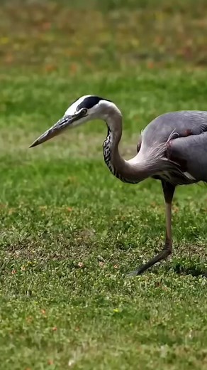 Amazing bird hunting 😁 #birdhunting #birds #wildbird #wild #virals #funny #wildlife #nature #reelsvideo | Beautiful Birds