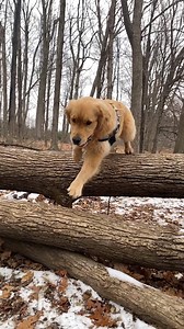 Yesterday we went for a big snow hike adventure...watch for Sterls on ice and a little dog gets a bit frisky with me 😱😂 #hiking #snowday #goldenretreiver | Sterling Newton