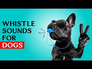Whistle sounds for Dogs | Dog Whistle Sound to Call Your Dog