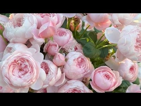 get rid of butt dimples/cellulite + perfect round/symmetrical butt subliminal