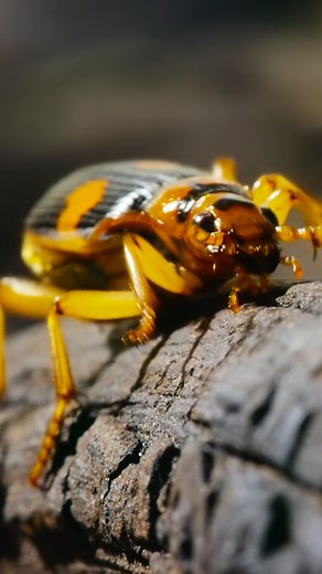 Well, that seems a butt extreme 💥 Surrounded and outnumbered, the bombardier beetle responds with a defensive spray that repels its attackers long enough for it to escape. 🎥: #ARealBugsLife