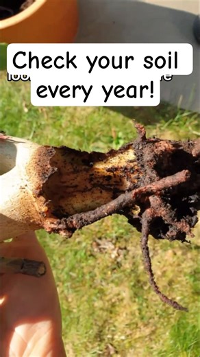 Check your soil every year! #gardening ##gardentips #grubs