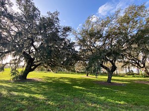 Florida Southern Live Oak Tree Seeds Evergreen Tree - Etsy