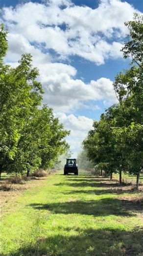 Pulverización foliar