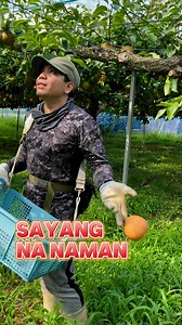 1M views · 10K reactions | How to know if Pear Tree is sick? Let’s take a look 樂 #fbreels #reels #fyp #trend #pear #nashi #japan #ofw #highlights #trendingreelsvideo #everyonefollowers #goodvibes #everyone #farmlife #fruits | Piolong Pagod トニー | Facebook