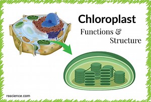 Chloroplast Function and Structure - Solar Panels