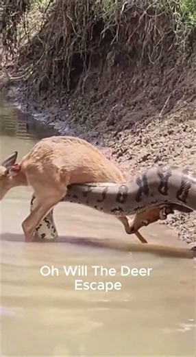 Croc vs Snake: Who Reaches the Deer First? #humanhistory #humanevolution