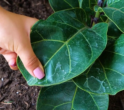 19K views · 59 reactions | Garden Defense 101: Tips and Tricks to Keep It Flourishing! | 5-Minute MAGIC | Facebook