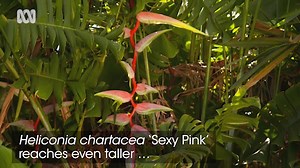 Plant Profile | Heliconias - Gardening Australia