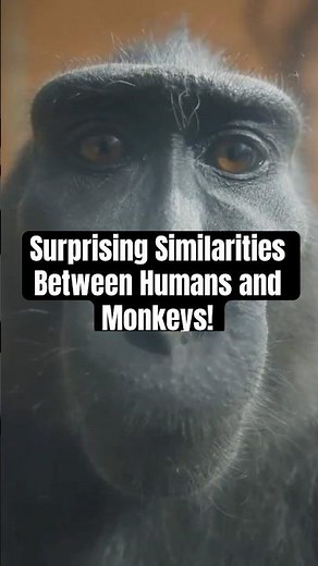 Surprising Similarities Between Humans and Monkeys!