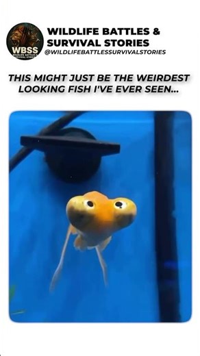 This might just be the weirdest looking fish I've ever seen
