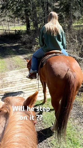 He wasn’t sure about this one… watch closely #horse #trailride #horses #outdoors #equine
