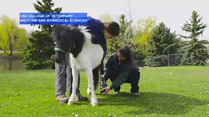 225K views · 10K reactions | WATCH: Pony fitted with prosthetic hoof...