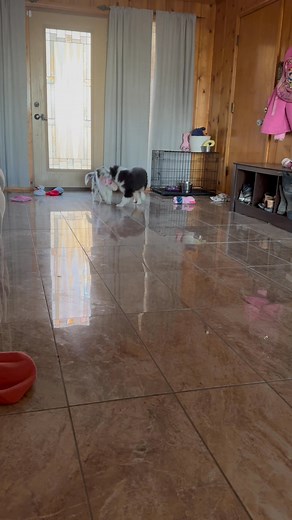 8.4K views · 494 reactions | These two are a hoot! Of course they choose a kids shoe over the numerous of toys. www.ThunderstruckCollies.net | ThunderstruckCollies | Facebook