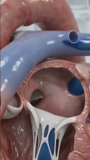 How the Human Heart Works | 3D Biology Animation