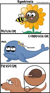 Getting close to releasing our next video on ecological relationships! (Thank you to our Patreon patrons for voting on such a great topic!) It will include these symbiotic relationships...and more! | The Amoeba Sisters