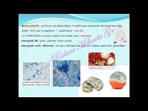 REGNUL FUNGI - Lectii de biologie clasa aV-a