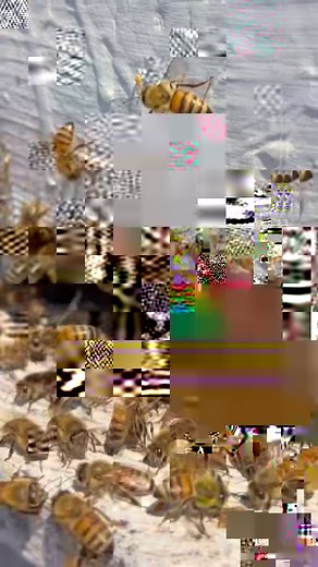 2.4K views · 63 reactions | The vibrational frequency of a bee’s buzz...